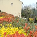 Photinia et forsythia en melange